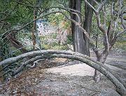 _Arching Trees, Los Guaimaros 1997